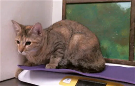 Mona - Domestic Short Hair