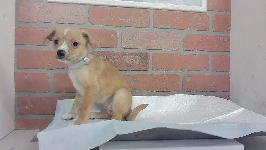 Unknown - Chihuahua