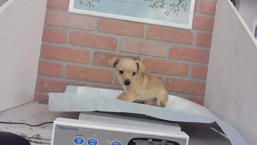 Unknown - Chihuahua