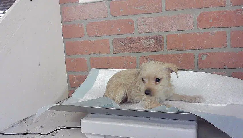 Unknown - Chihuahua
