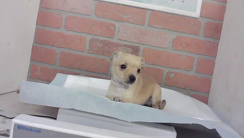 Unknown - Chihuahua