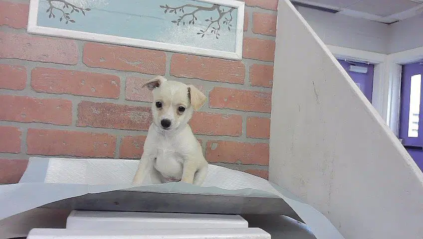 Unknown - Chihuahua