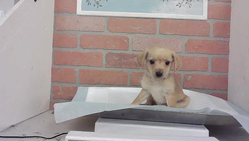 Unknown - Chihuahua