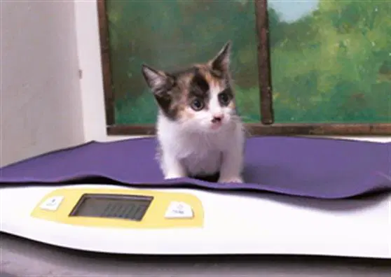 Unknown - Domestic Short Hair
