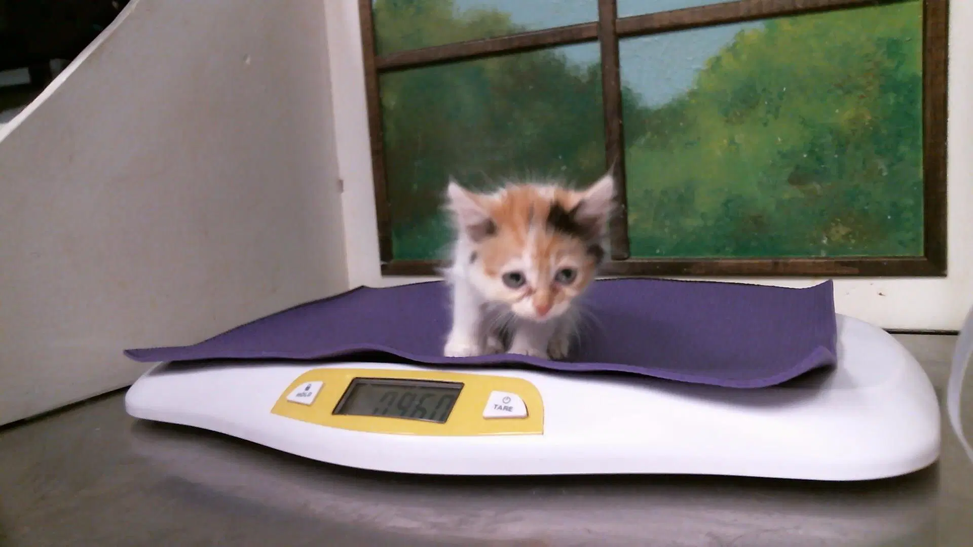 Unknown - Domestic Short Hair