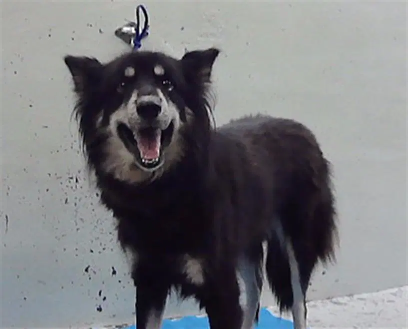 Unknown - Border Collie