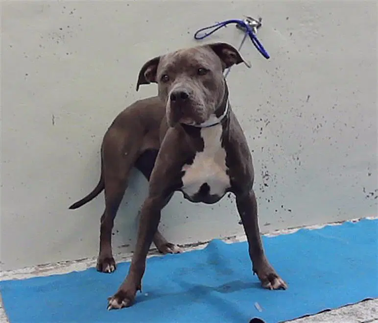 Unknown - Staffordshire Bull Terrier