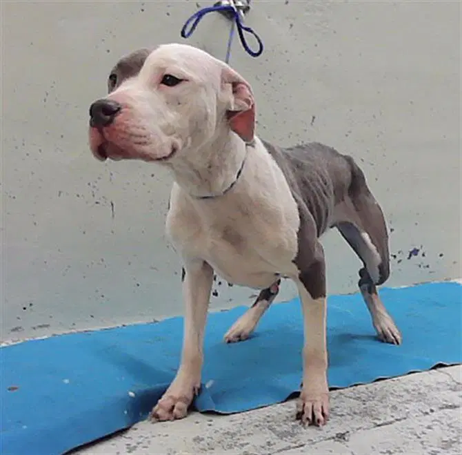 Unknown - Staffordshire Bull Terrier