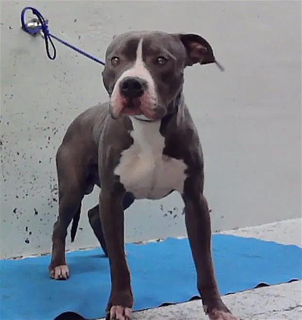 Unknown - Staffordshire Bull Terrier