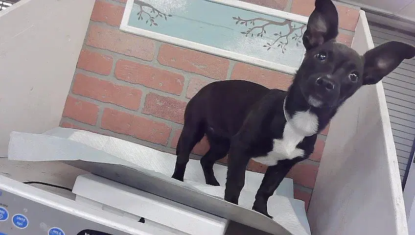 Unknown - Chihuahua