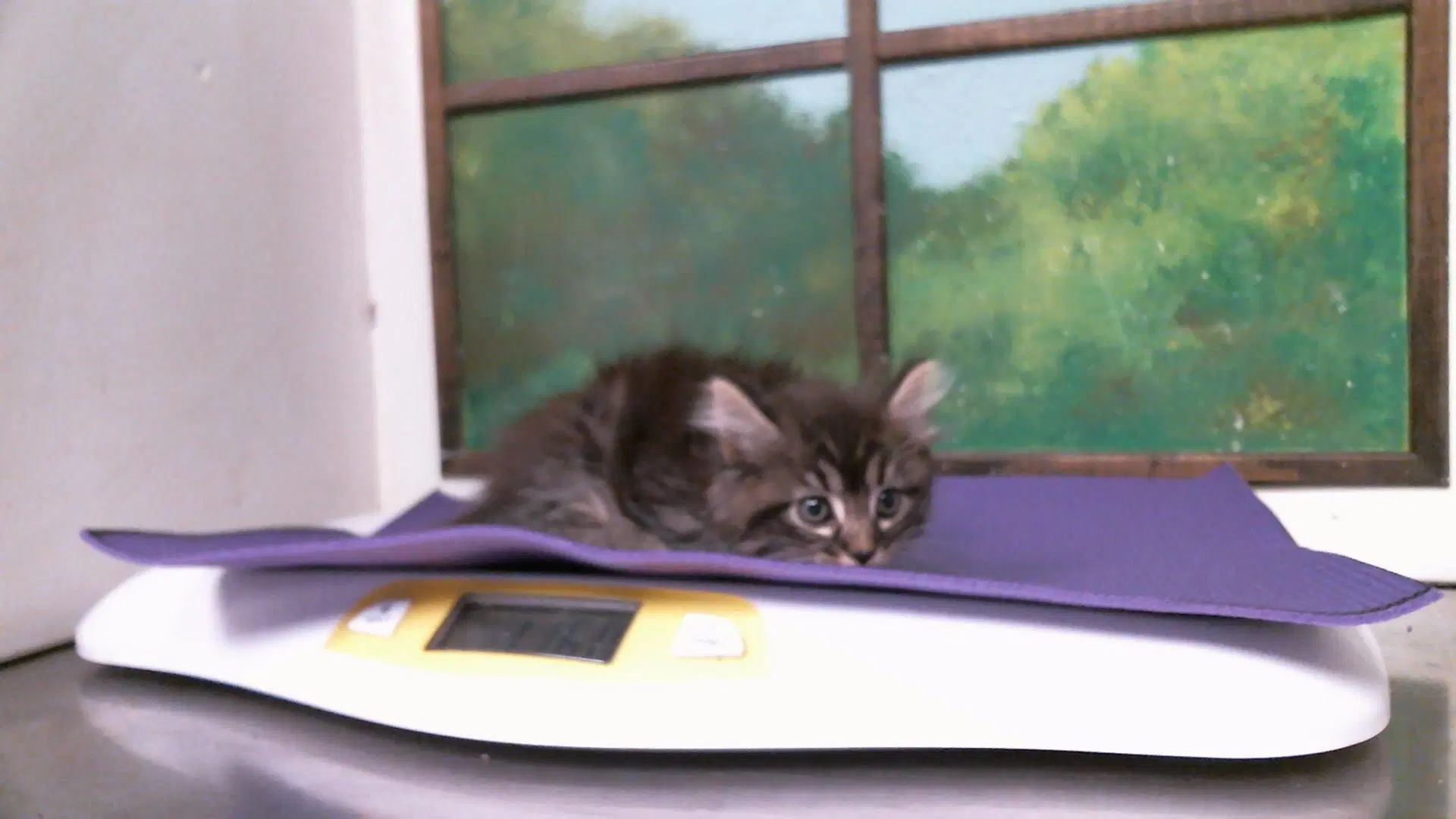 Barnaby - Domestic Short Hair
