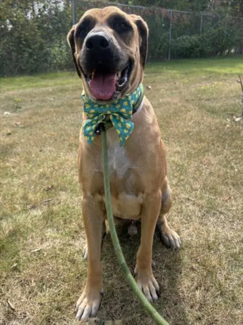 Max - Mastiff