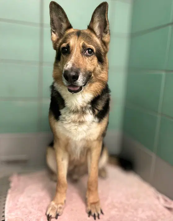 Collins - German Shepherd Dog