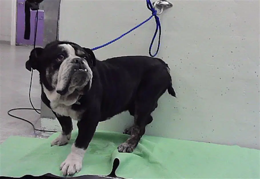 Big Man - Bulldog