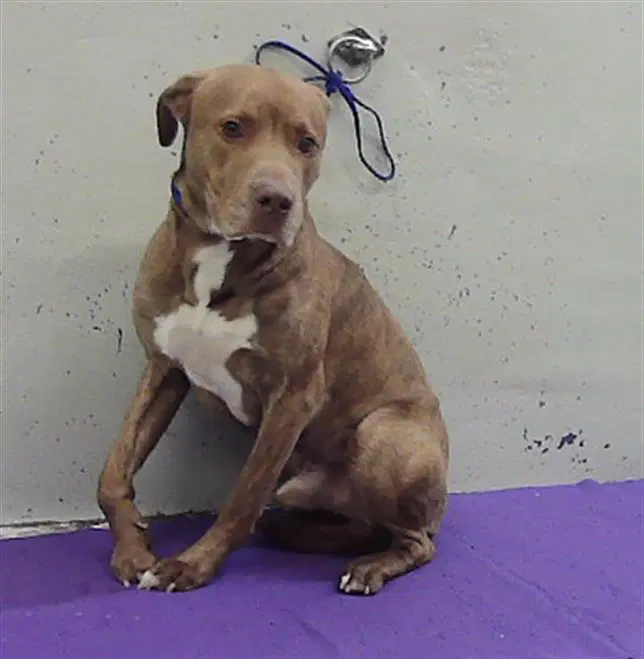 Unknown - Staffordshire Bull Terrier