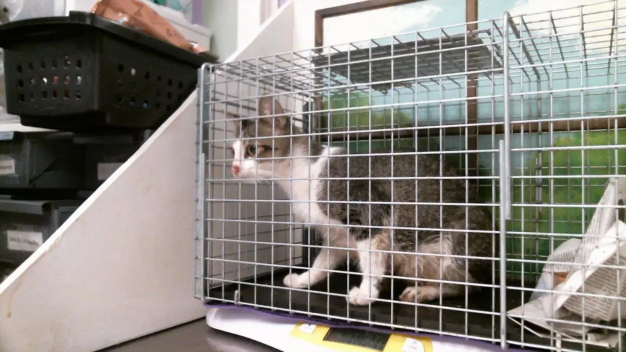 Unknown - Domestic Short Hair