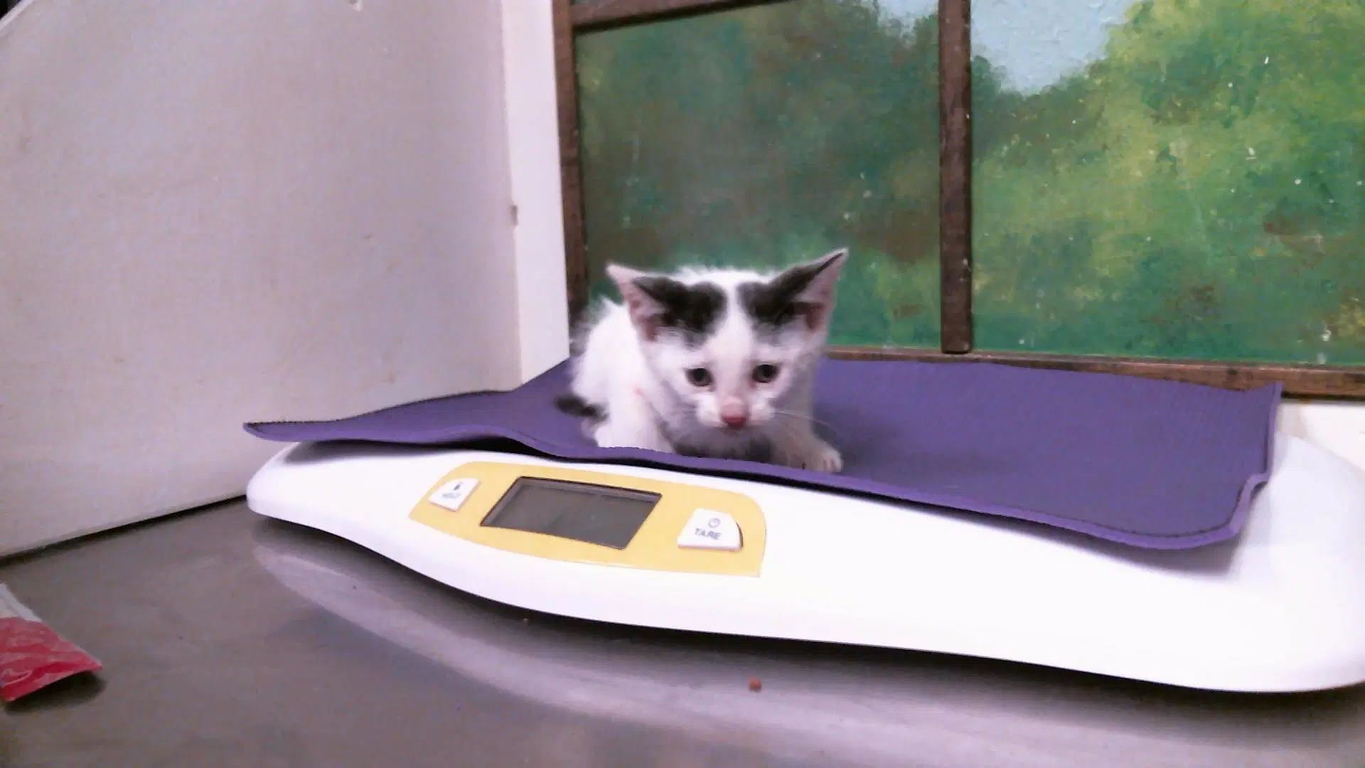 Unknown - Domestic Short Hair