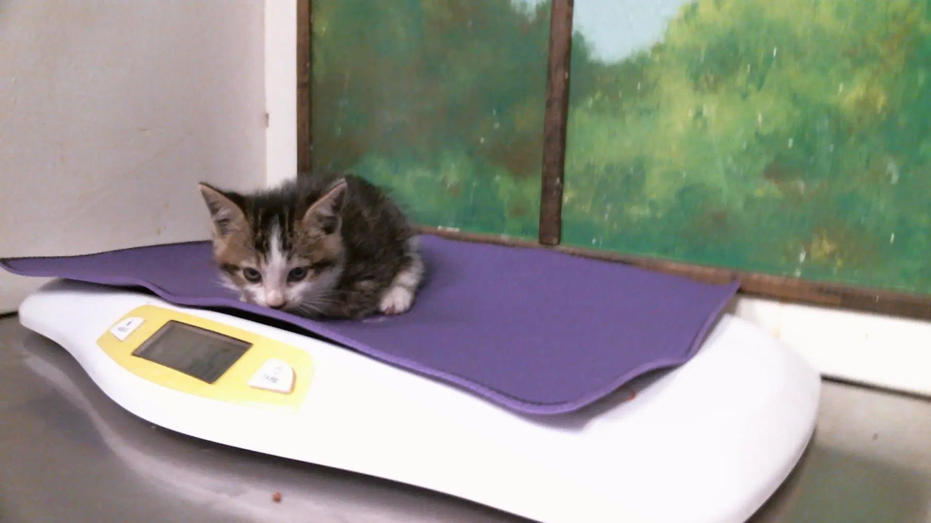 Unknown - Domestic Short Hair