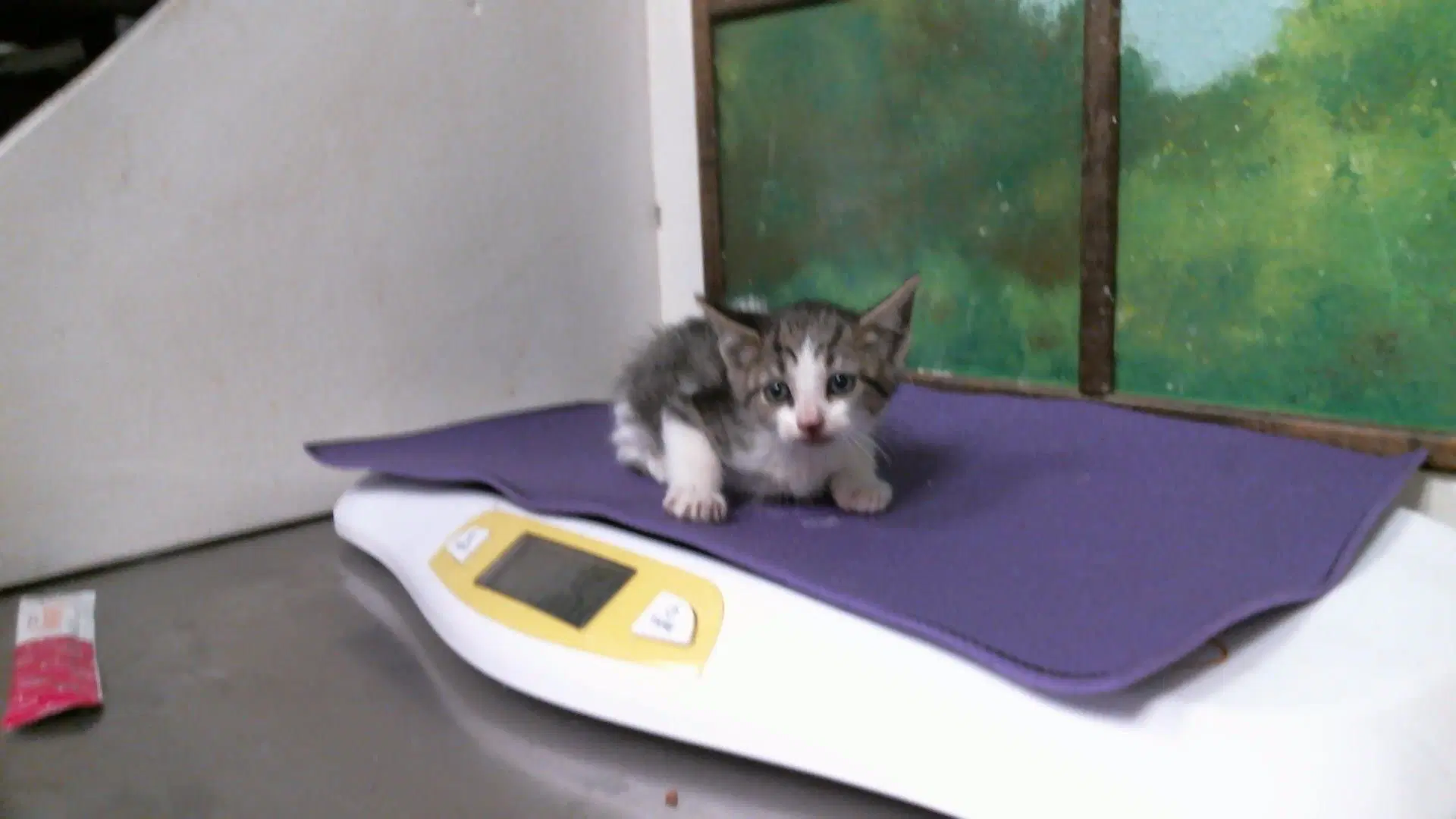 Unknown - Domestic Short Hair