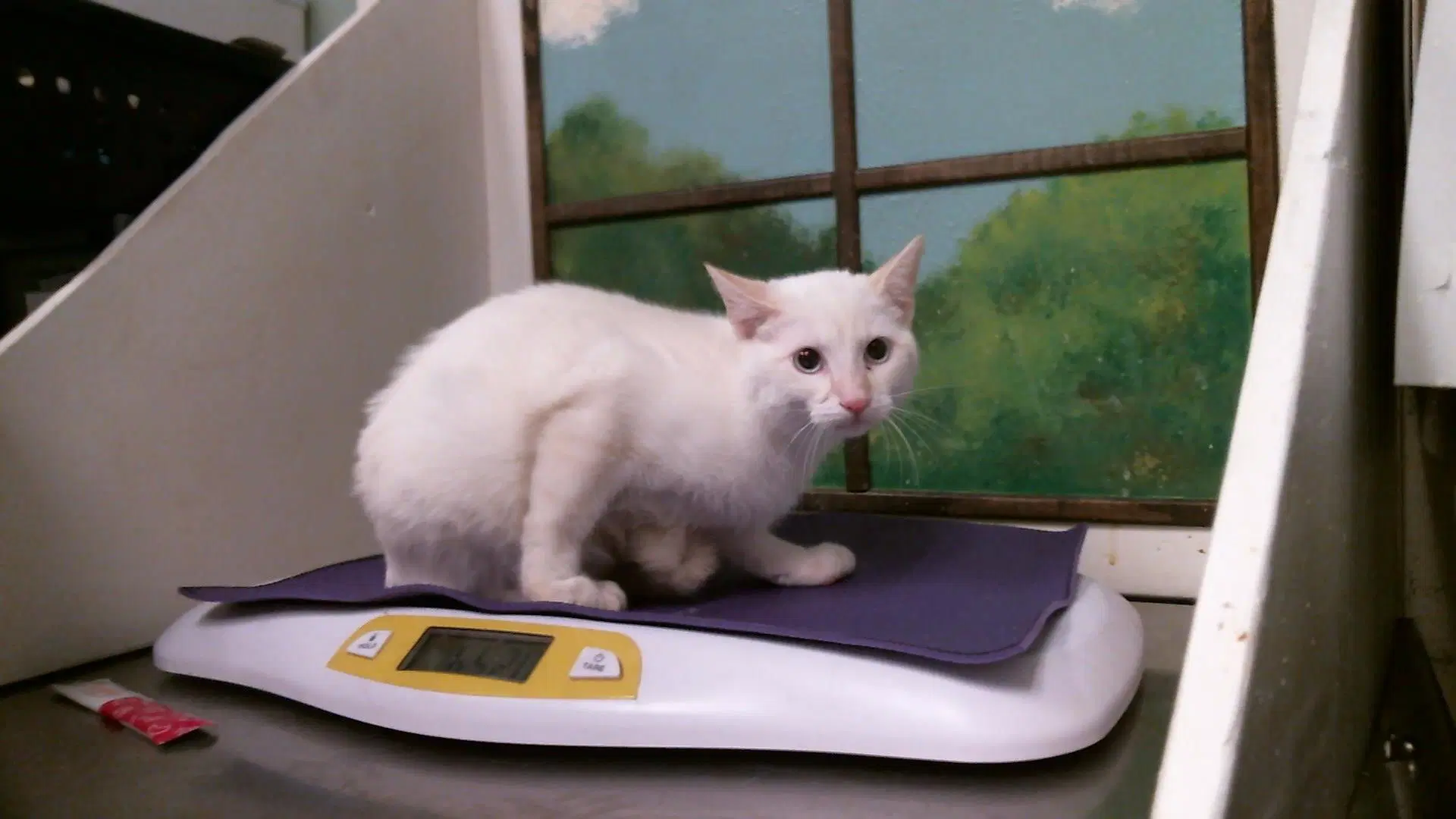 Unknown - Domestic Short Hair