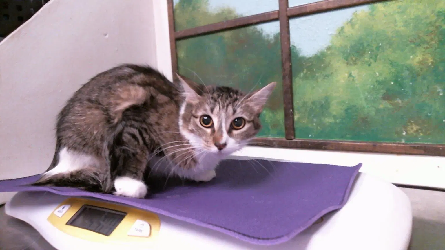 Unknown - Domestic Long Hair