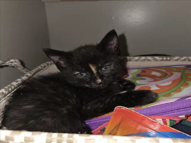 Sprinkles - Domestic Short Hair