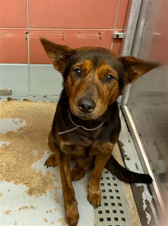 Valencia - Australian Cattle Dog/Blue Heeler