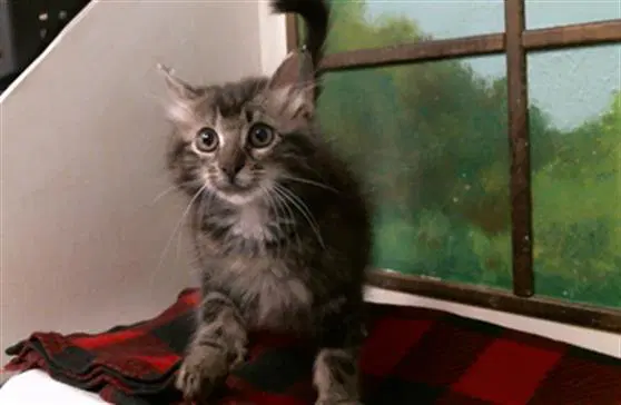 Oliver - Domestic Long Hair