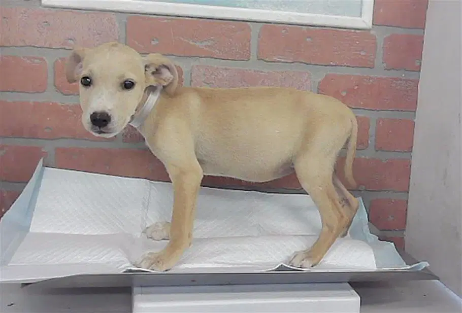Roxana - Chihuahua