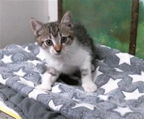 Coraline - Domestic Short Hair