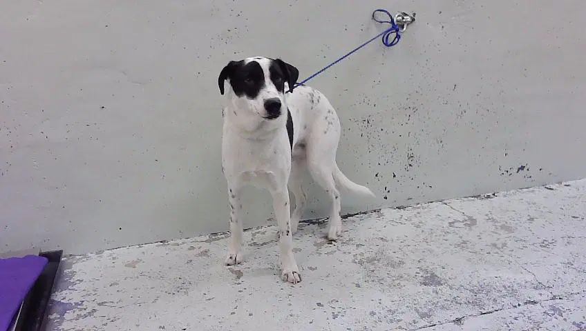 Buddy - Pointer
