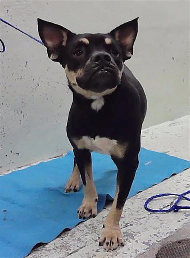 Tiger - Staffordshire Bull Terrier