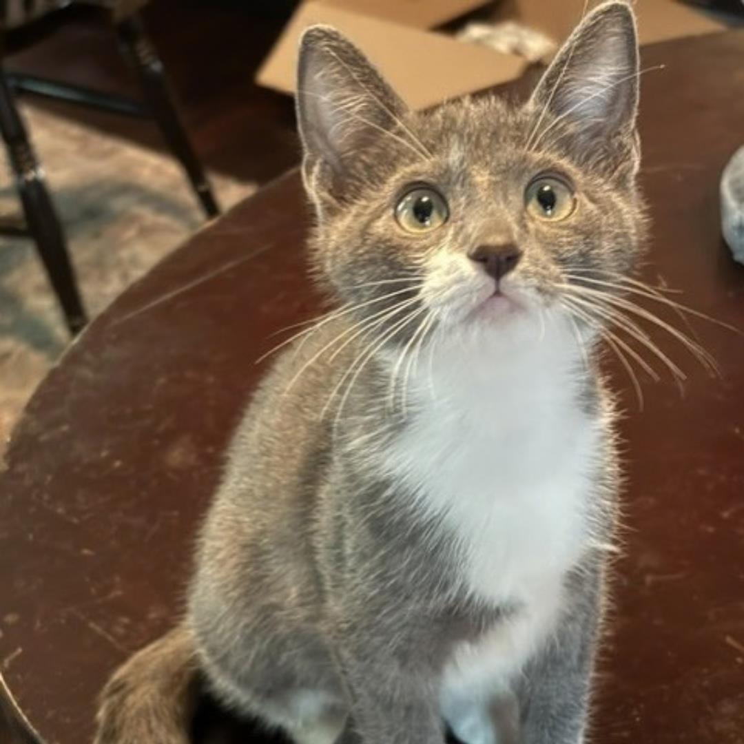 PENNY