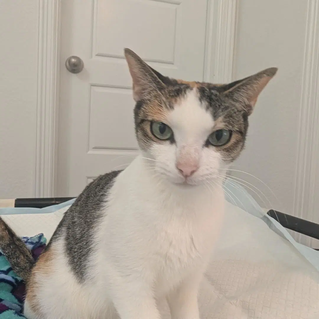 Maple - Domestic Short Hair