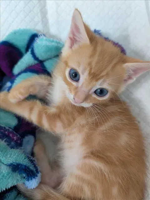 Mango image 1