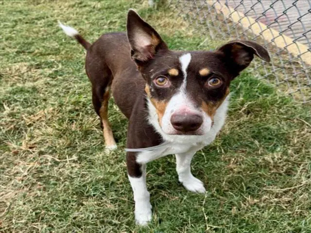 Sebastian - American Staffordshire Terrier
