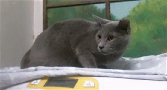 Devine - Domestic Short Hair