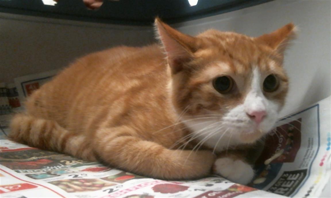 Jarvis