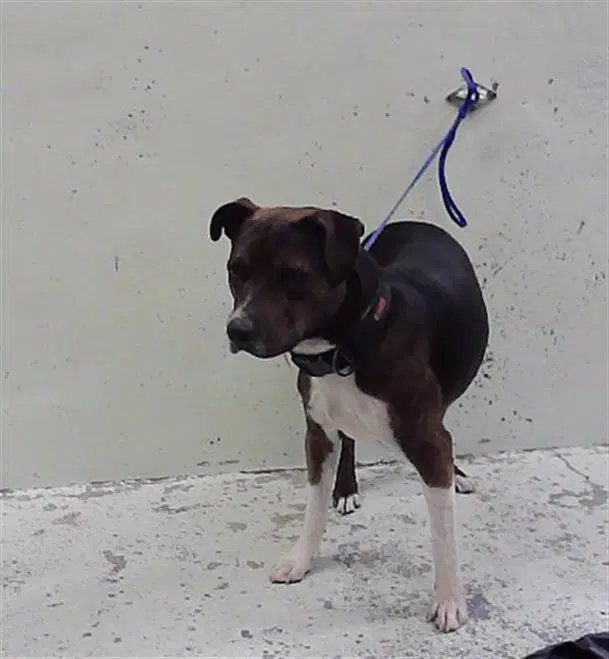 Unknown - Staffordshire Bull Terrier
