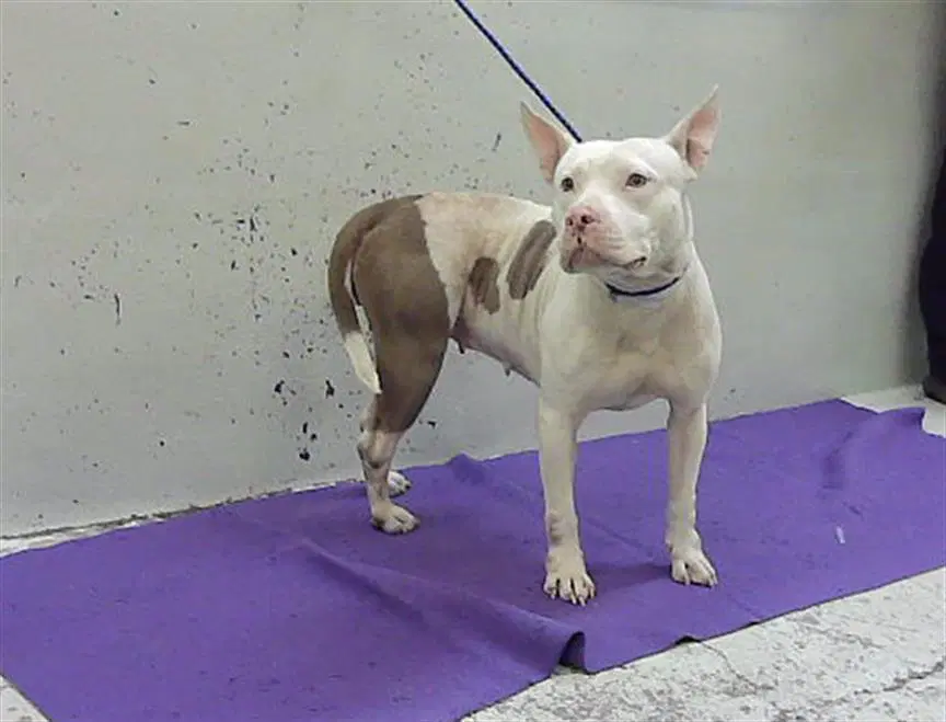 Klassy - Staffordshire Bull Terrier