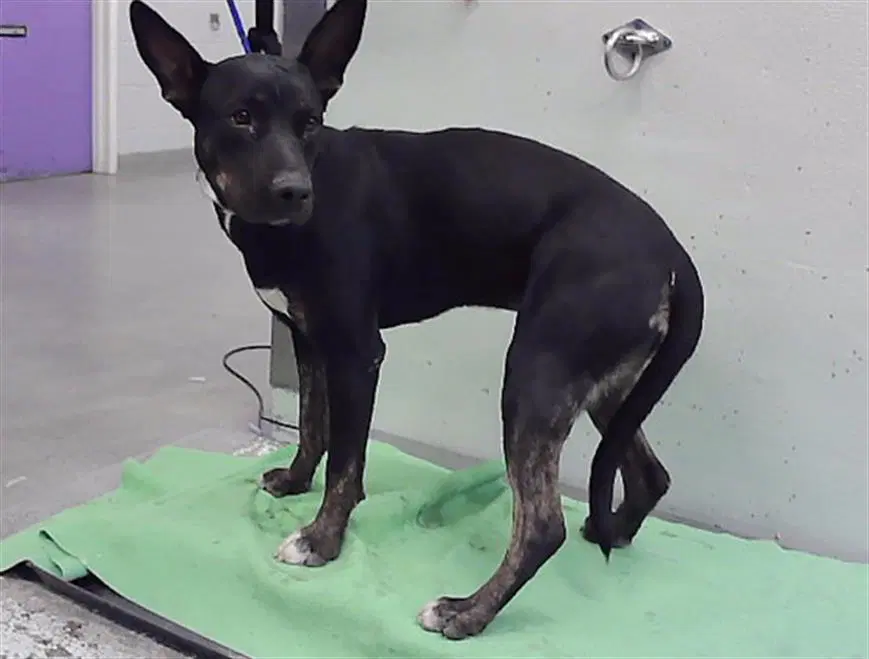 Unknown - German Shepherd Dog