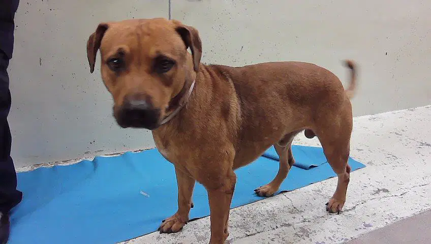 Santiago - Staffordshire Bull Terrier
