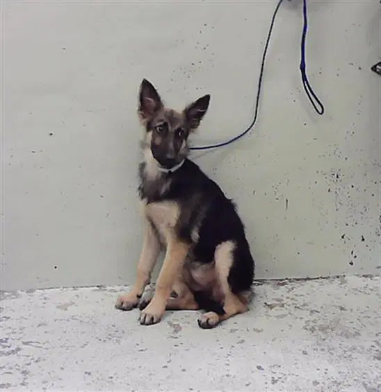 Starina - German Shepherd Dog