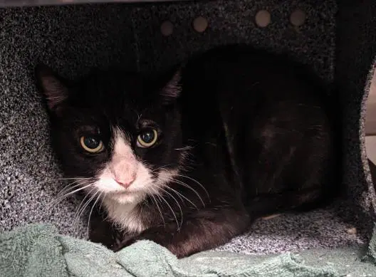 Oliver - Domestic Short Hair