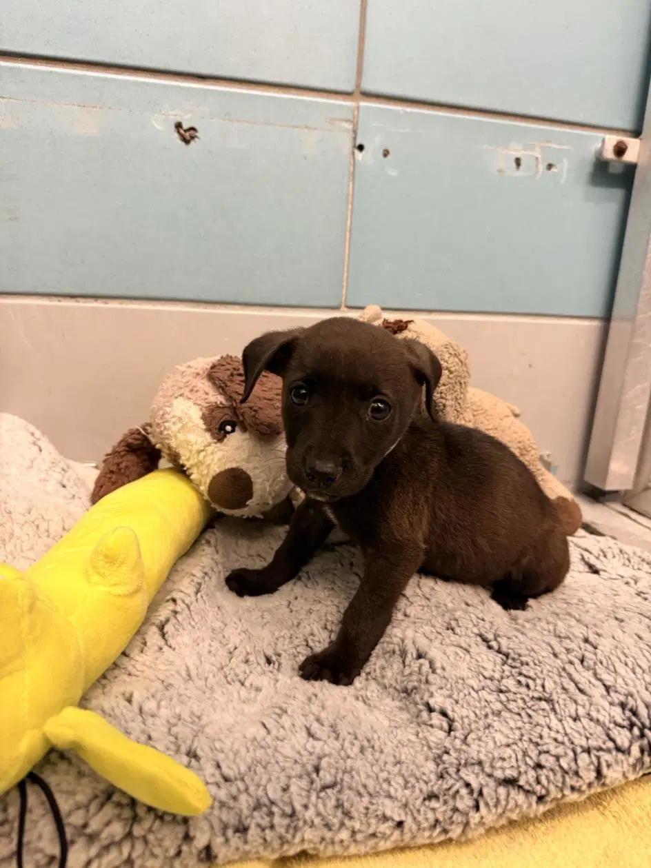 Unknown - Labrador Retriever