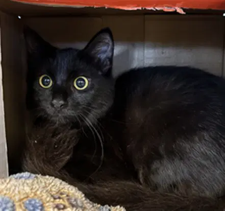 Zelda - Domestic Long Hair