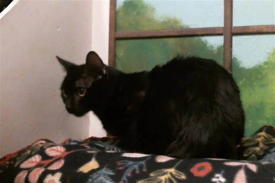 Brownie - Domestic Short Hair