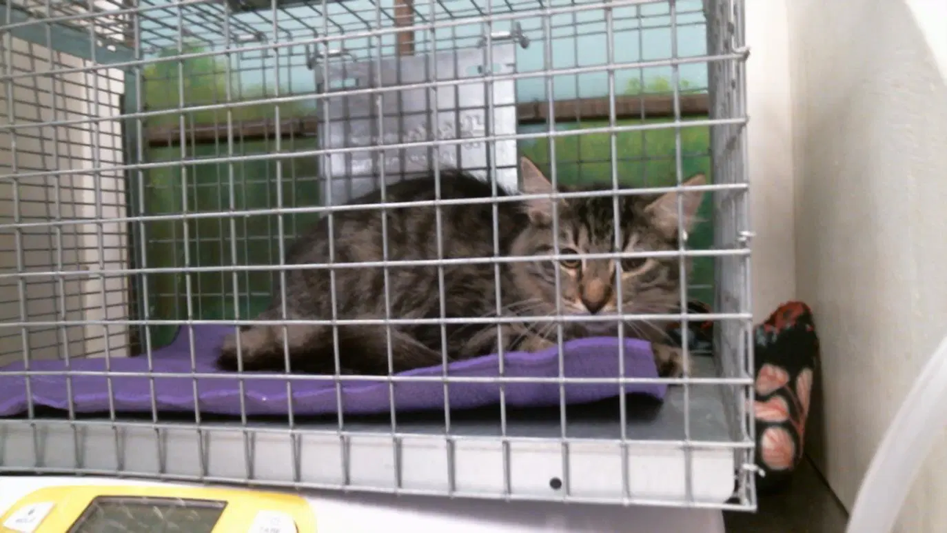 Unknown - Domestic Short Hair