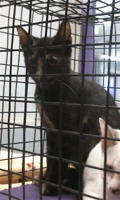 Unknown - Domestic Short Hair