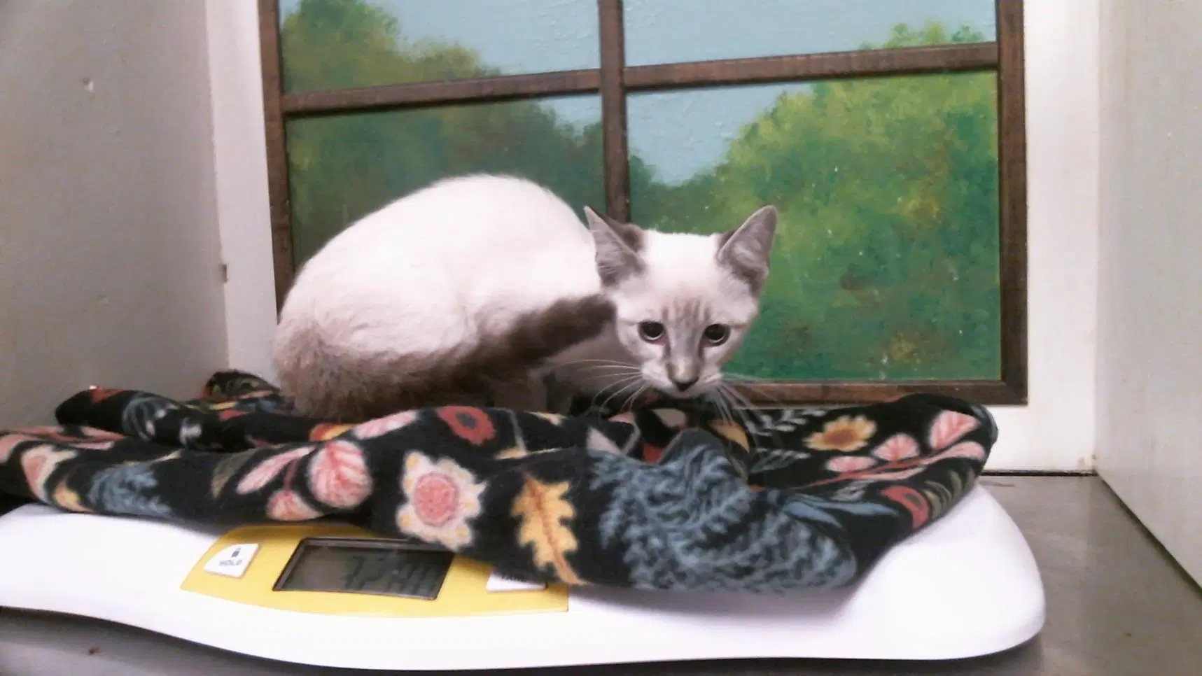 Unknown - Siamese